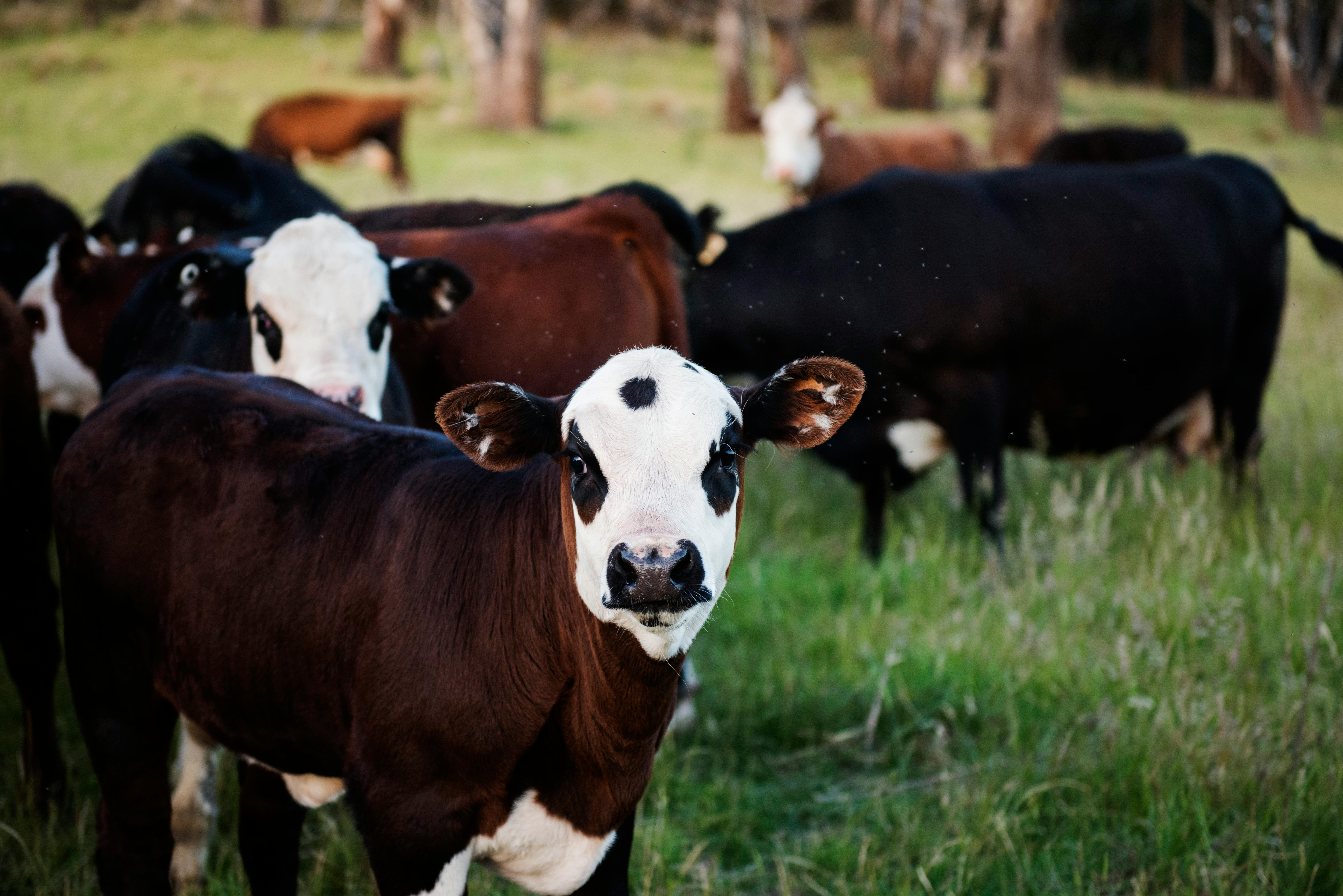 buy sell local meat